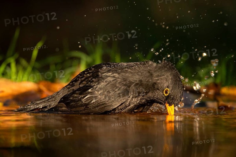 A common blackbird, identifiable by its dark plumage and bright yellow eyes, is captured mid-bath, with water droplets frozen in the air around it
