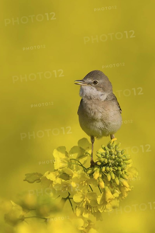 Common Whitethroat (Sylvia communis) singing, Lower Saxony, Germany