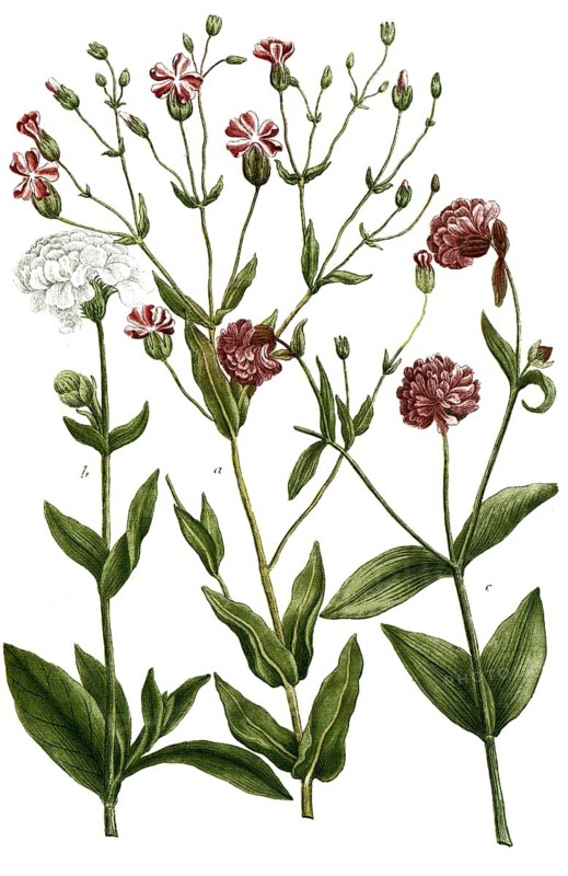 Botany, plants, a. lychnis vaccaria, b. lychnis ocymoides album multis, c. lychnis hortensis ocymastrum dictum