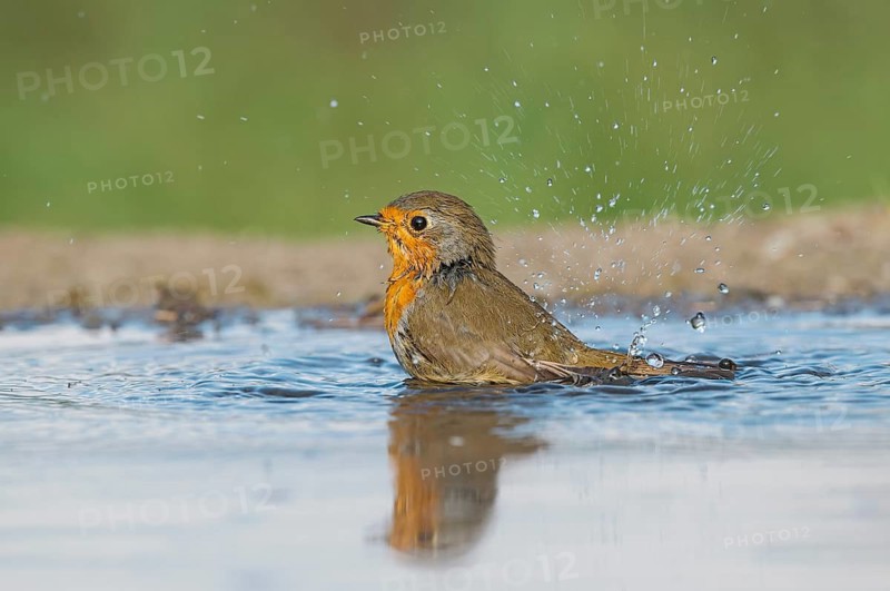 European Robin (Erithacus rubecula) bathing at a waterhole, Aosta Valley, Italy