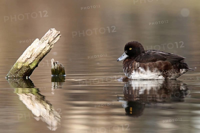 Tufted Duck (Aythya fuligula) female, Lower Saxony, Germany