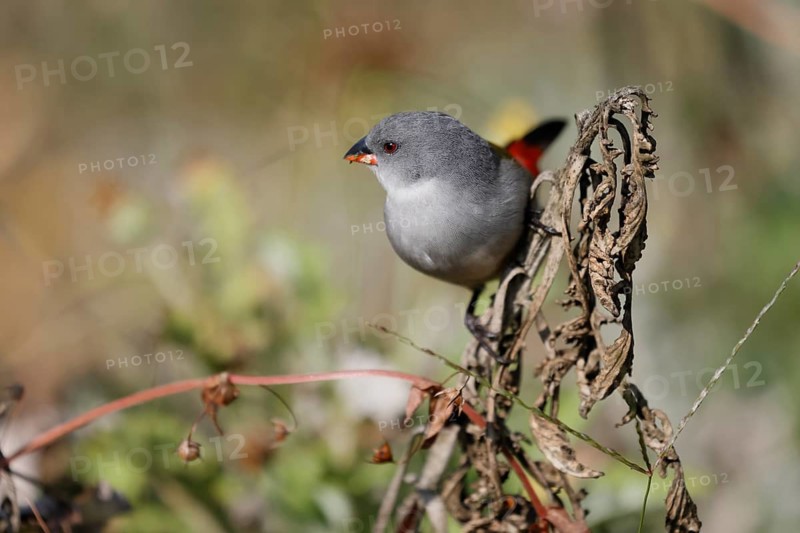 Green Astrild (Coccopygia melanotis), adult, female, on shrub, feeding, seeds, Kirstenbosch Botanical Gardens, Cape Town, South Africa