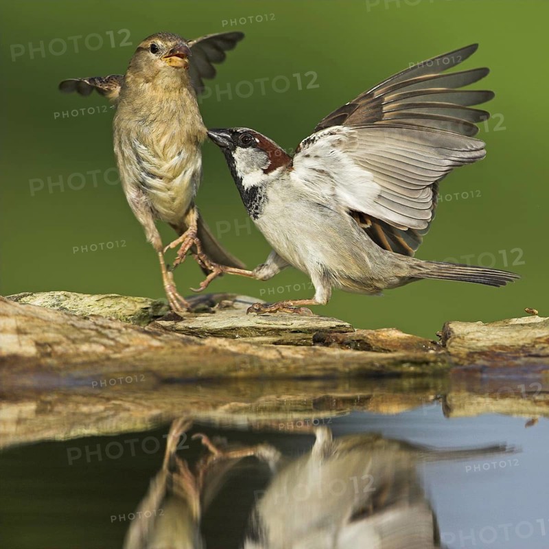 House Sparrow (Passer domesticus), Germany