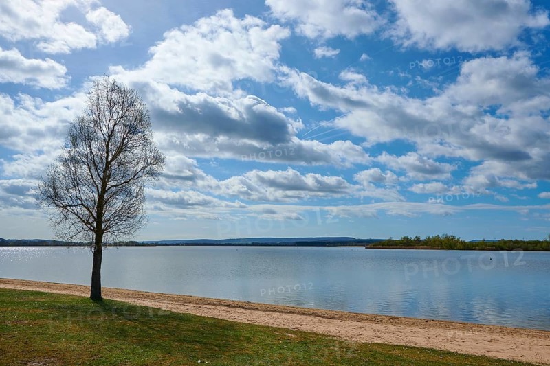A single tree on the shore of a lake on sandy ground under a cloudy sky, Altmühlsee, Muhr am See, Gunzenhausen, Franconian Lake District, Middle Franconia, Bavaria, Germany
