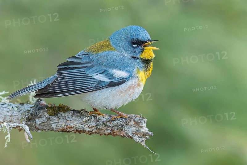 Northern Parula (Setophaga americana) perched on a branch in Ontario, Canada