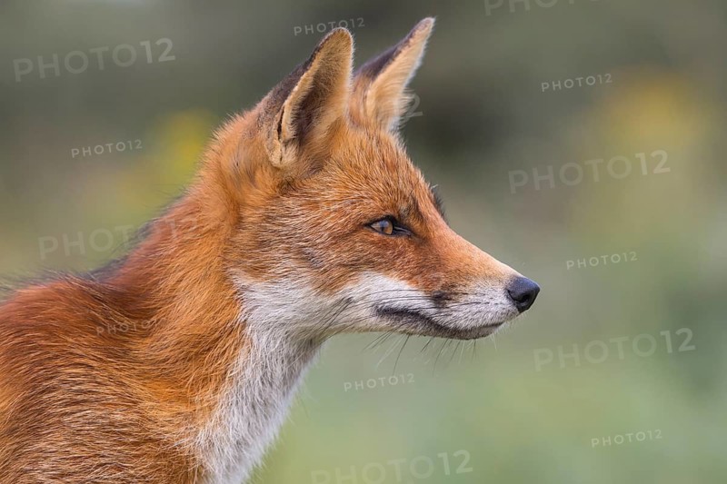 Red Fox (Vulpes vulpes) adult portrait, Netherlands