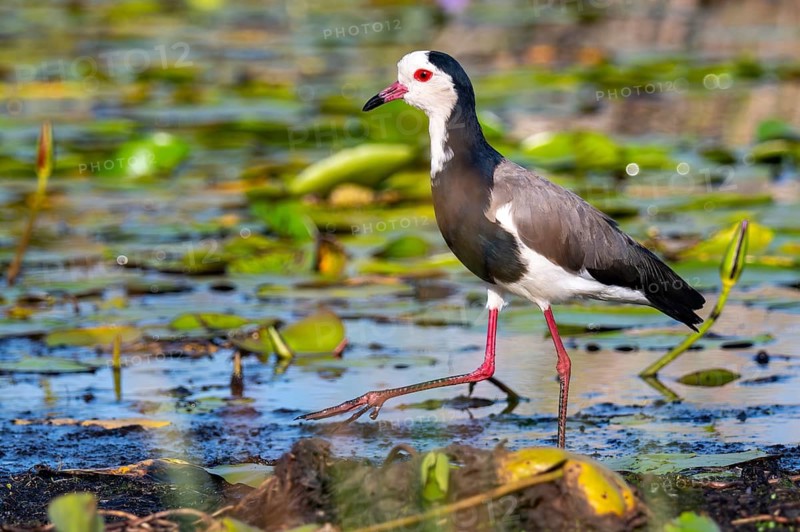 Long-toed Lapwing (Vanellus crassirostris), bird on the shore, Mabamba Swamp, Lake Victoria, Uganda