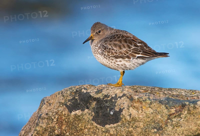 Rock Sandpiper (Calidris ptilocnemis), British Columbia, Canada