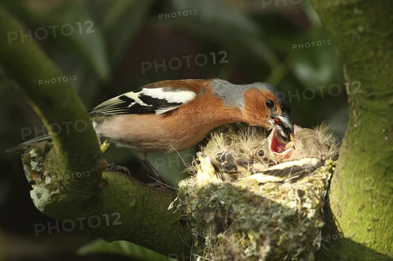 Common Chaffinch (Fringilla coelebs) juvenile male, Lower Saxony, Germany
