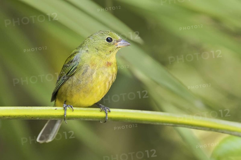 Painted Bunting (Passerina ciris) female, Florida, USA