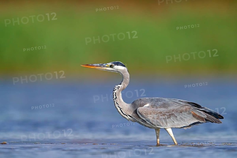 Grey grey heron (Ardea cinerea), Foraging, Boat Trip, Tiszaalpár, Kiskunsági National Park, Bács-Kiskun, Hungary
