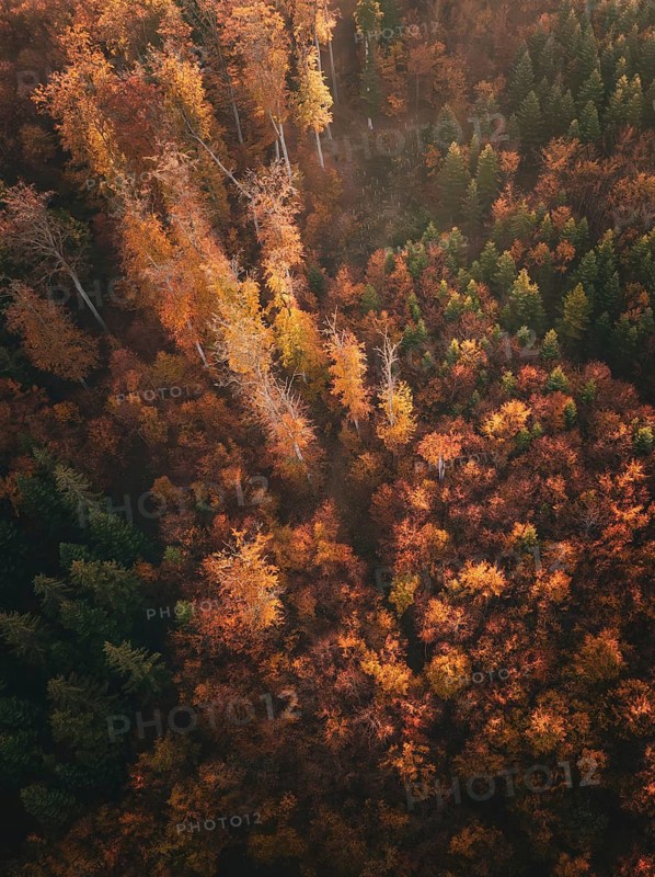 Bird's eye view of an autumnal forest with green and orange trees and intense colours, Gechingen, Black Forest, Germany