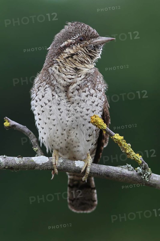 Eurasian Wryneck (Jynx torquilla), Baden-Wuerttemberg, Germany