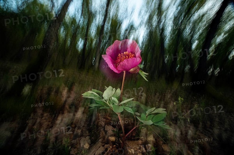A vibrant wild rose blooms against a blurred forest backdrop, capturing the essence of spring. The image highlights the delicate petals and fresh green leaves