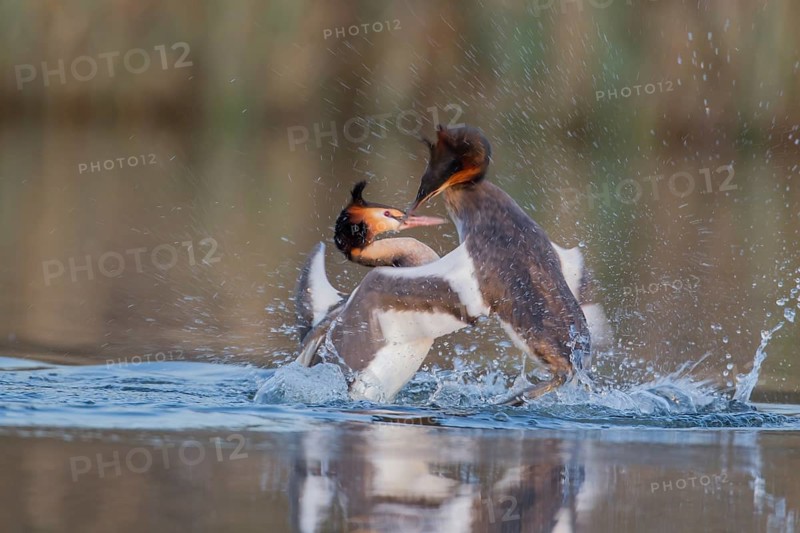 Great crested grebe (Podiceps cristatus) two adult male birds fighting on a lake in spring, England, United Kingdom