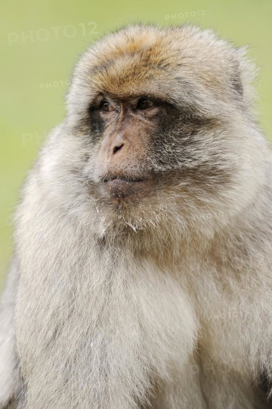 Barbary macaque (Macaca sylvanus), male, portrait, captive, occurring in Morocco, Algeria and Gibraltar