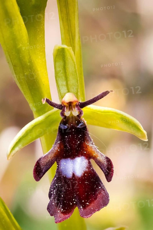 Fly orchid, orchid, plant, flower, ragwort family, (Ophrys insectifera) Lower Saxony, Federal Republic of Germany
