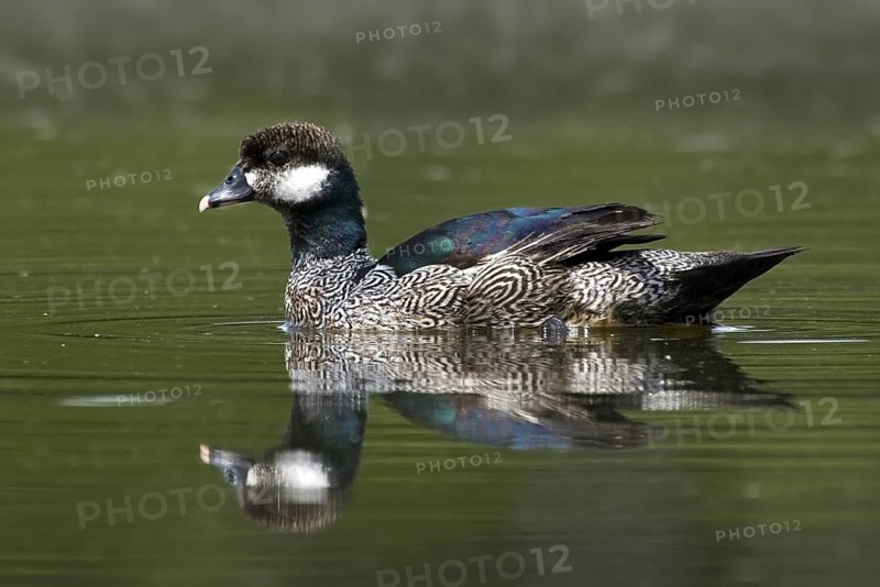 Green Pygmy Goose (Nettapus pulchellus) male, Northern Territory, Australia