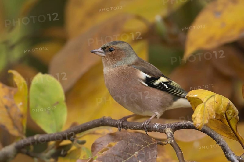 Eurasian chaffinch (Fringilla coelebs) adult male garden bird in a Magnolia tree with autumn colour leaves, Suffolk, England, United Kingdom