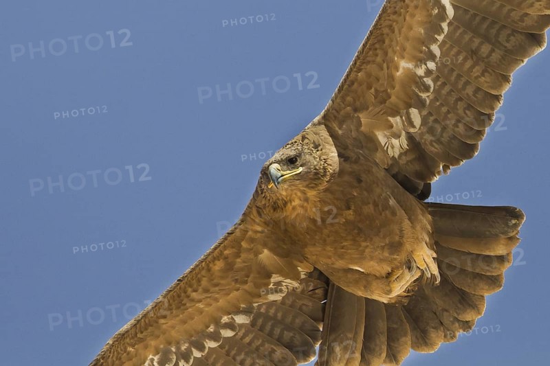 Steppe Eagle (Aquila nipalensis) flying, Oman