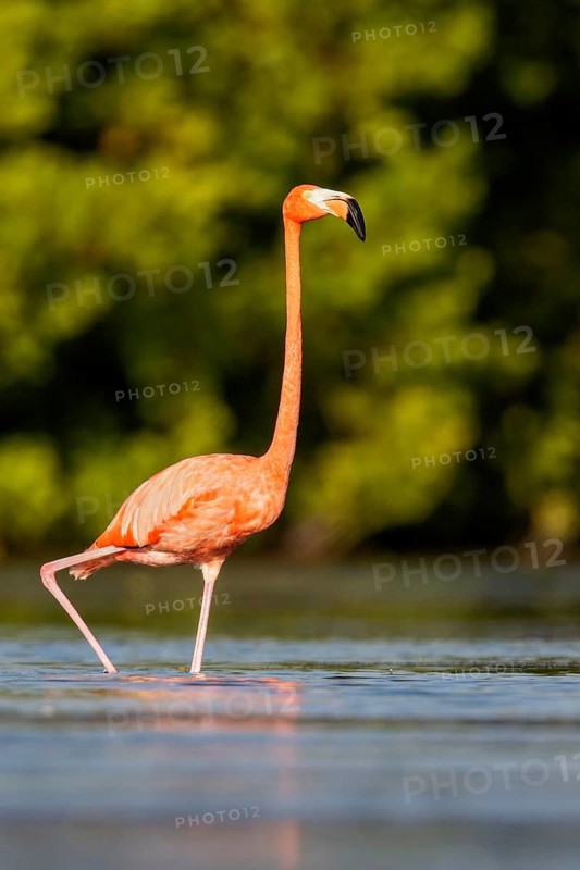 American flamingo (Phoenicopterus ruber) feeding in a lagoon in Cuba