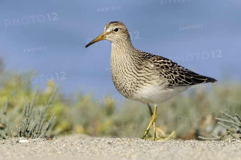 Pectoral Sandpiper (Calidris melanotos), British Columbia, Canada
