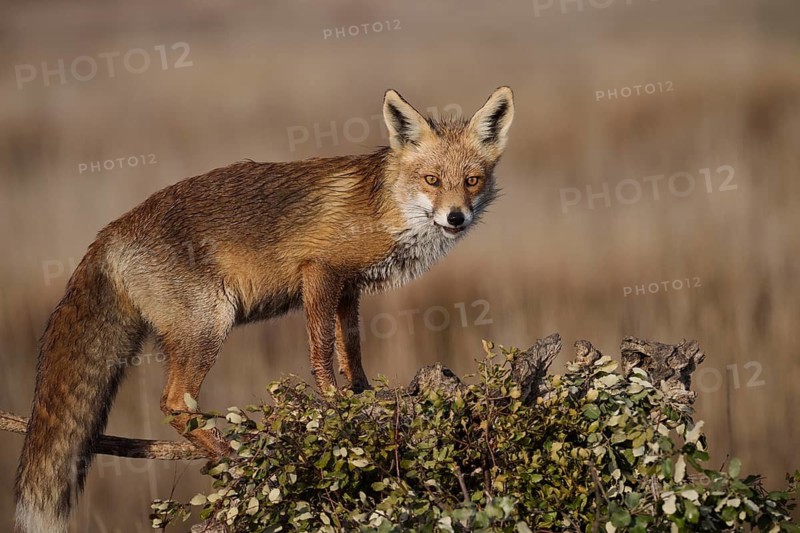 An alert red fox poised atop a stump in a field, with a blurred background of dry grass silhouetted against the soft light ready to hunt