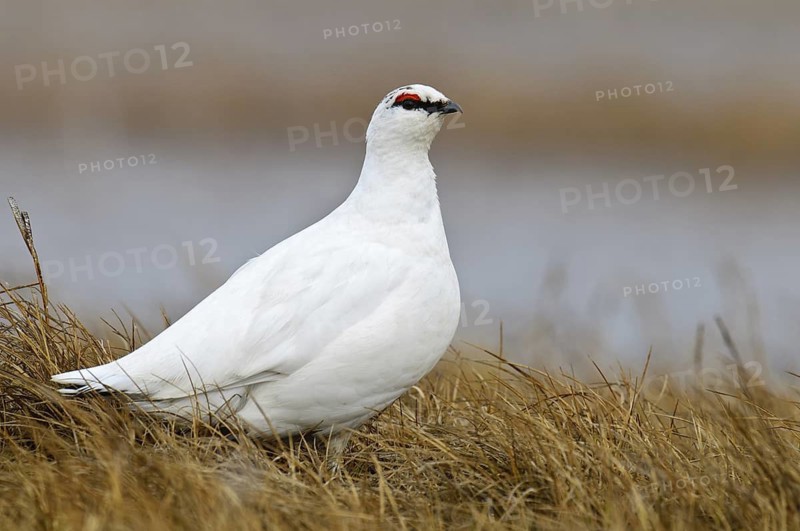 Rock Ptarmigan (Lagopus muta) male, Alaska, USA