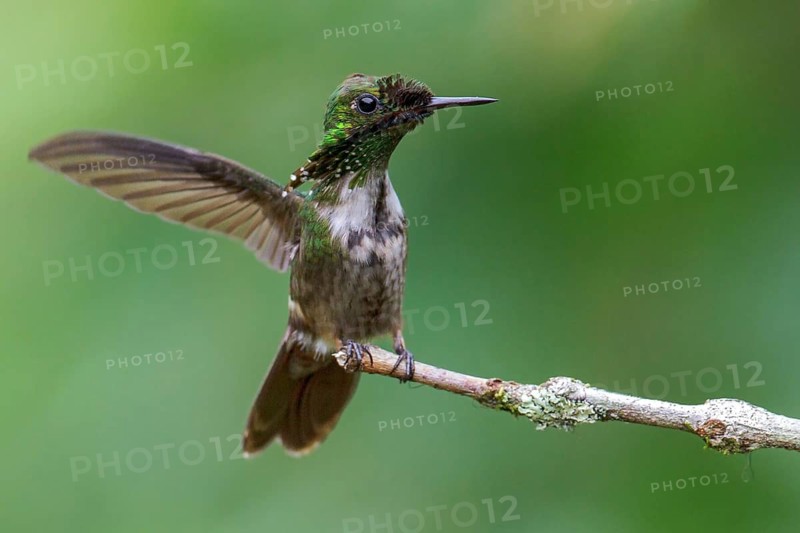 Festive Coquette (Lophornis chalybeus) perched on a branch in the Atlantic rainforest of southeast Brazil