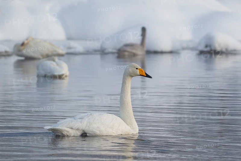 Whooper Swan (Cygnus cygnus) group, Finland