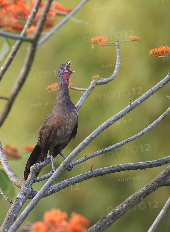 Rufous-vented Chachalaca (Ortalis ruficauda ruficauda) calling, Trinidad and Tobago