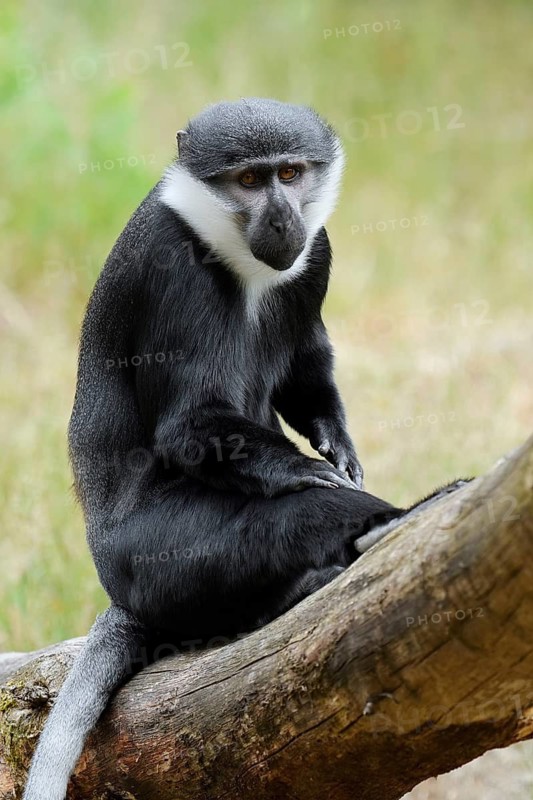L'Hoest's monkey (Allochrocebus lhoesti, Cercopithecus lhoesti), captive, native to Africa