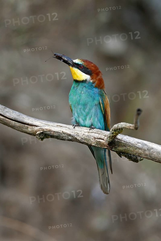 Bee-eater (Merops apiaster), bird on a perch with an insect in its beak, Salzlandkreis, Saxony-Anhalt, Germany, A bee-eater with colourful colouring sits on a branch and holds a prey in its beak, Bee-eater (Merops apiaster), bird on a perch with an insect in its beak, Salzlandkreis, Saxony-Anhalt, Germany