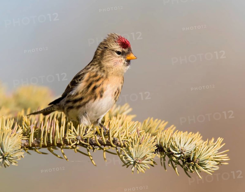 Common Redpoll, Acanthis flammea, perches on a spruce tree, in Saskatchewan, Canada