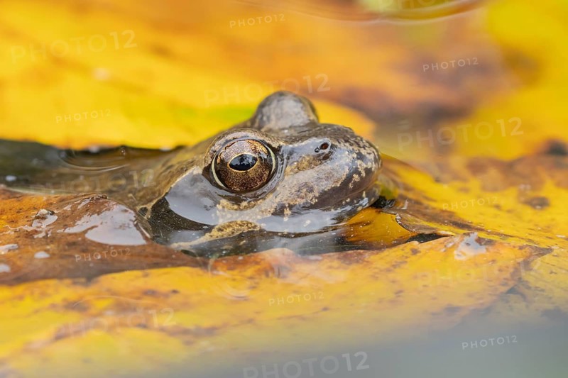 Common frog (Rana temporaria) adult amphibian on the water surface of a garden pond with fallen autumn leaves, England, United Kingdom