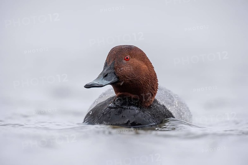 Common Pochard (Aythya ferina) male, Schleswig-Holstein, Germany