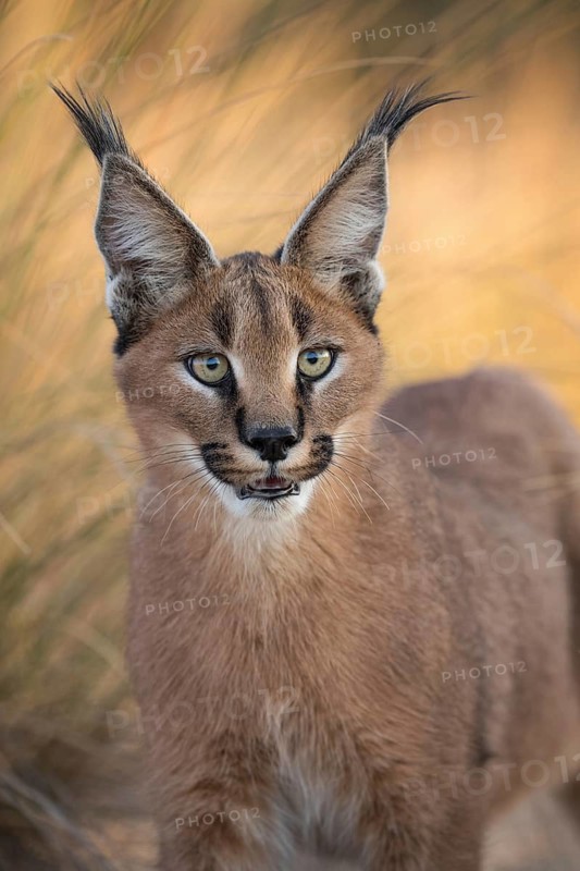 Caracal (Caracal caracal) portrait, Castile-La Mancha, Spain