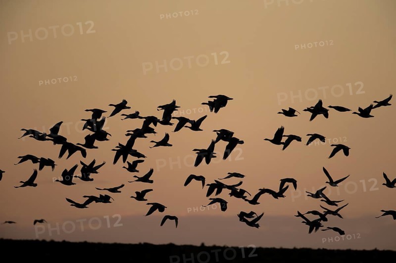 Pink-footed goose (Anser brachyrhynchus) adult geese birds taking off in flight in a large flock or skein silhouette at sunset in winter, Norfolk, England, United Kingdom