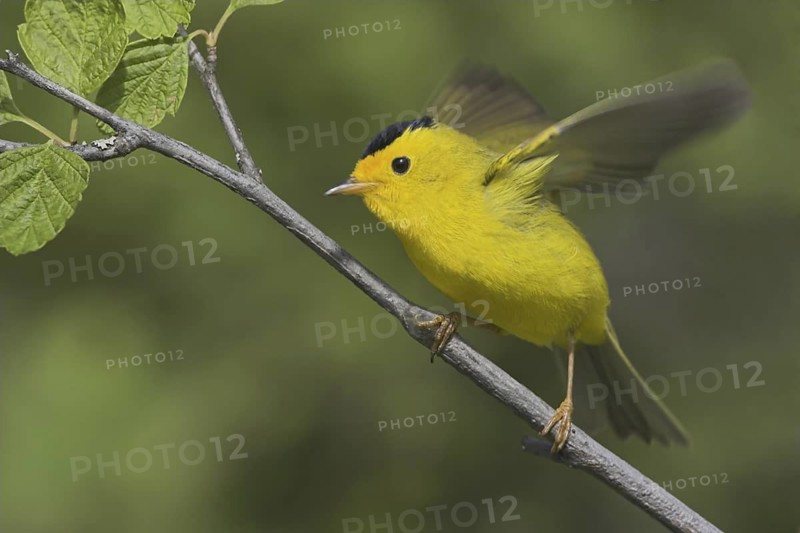Wilson's Warbler (Cardellina pusilla) male, British Columbia, Canada