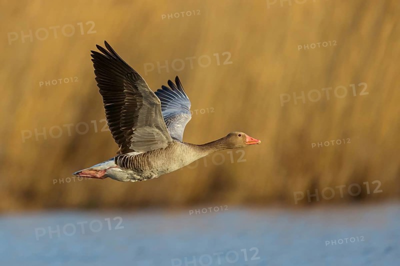 Greylag goose, Anser Anser, flight photo, lateral, Wagbachniederung, Baden-W¸rttemberg, Germany