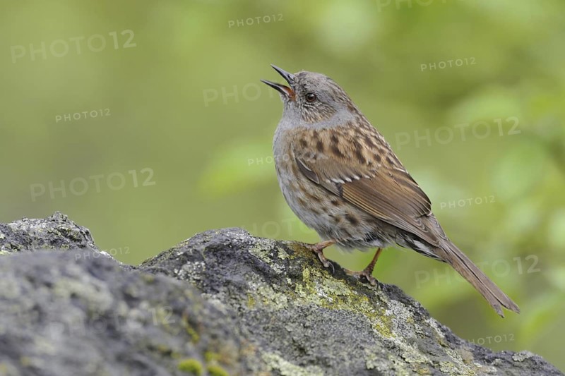 Dunnock (Prunella modularis) singing, North Rhine-Westphalia, Germany
