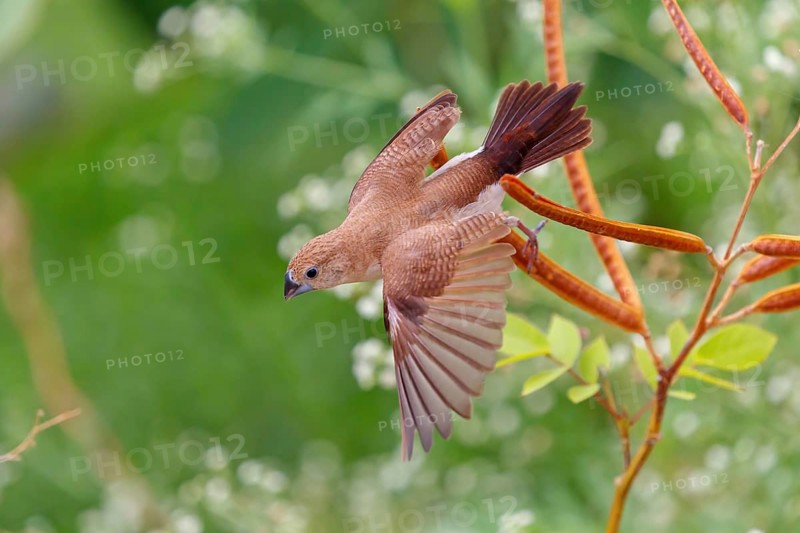 African Silverbill, (Lonchura cantans), on perch, Ayn Tobroq and Ayn Athum junction, Salalah, Dhofar, Oman