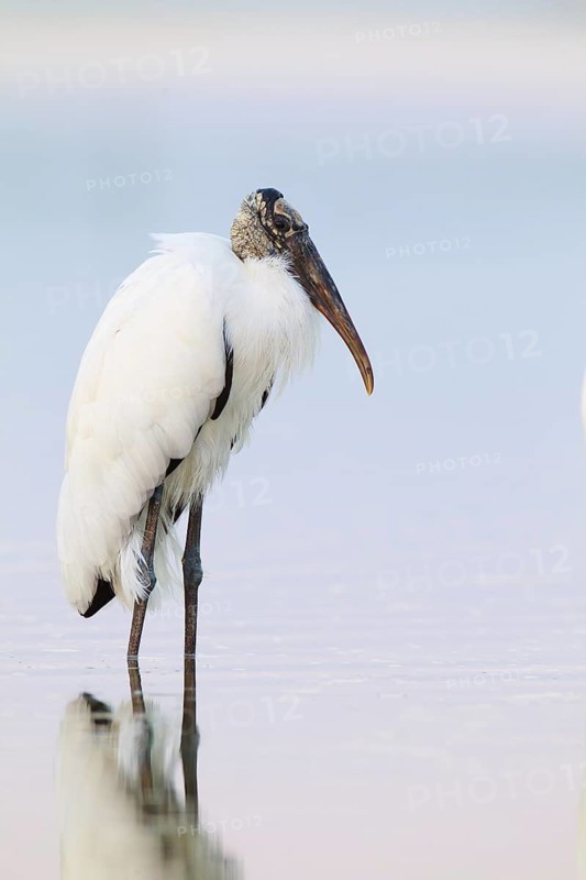 Wood Stork (Mycteria americana), Florida, USA