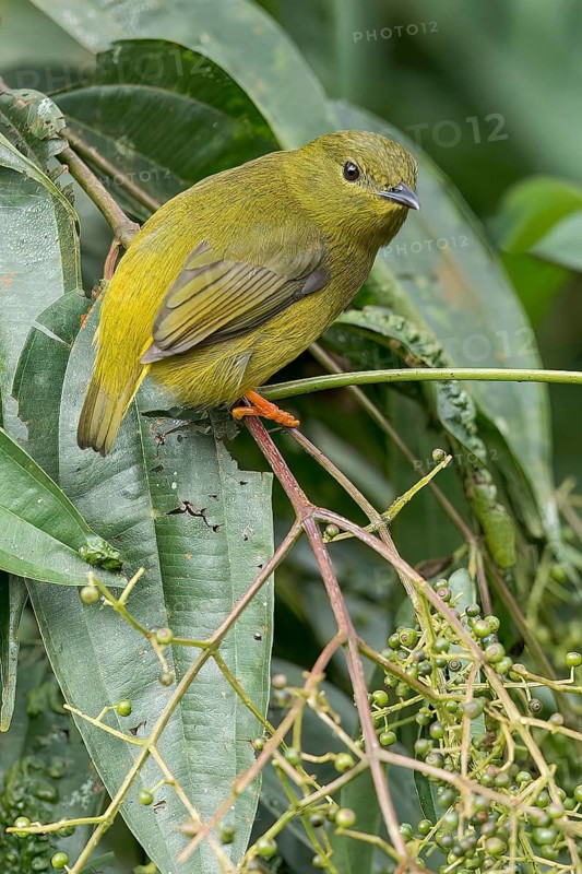 Orange-collared Manakin (Manacus aurantiacus) perched on a branch in Panama