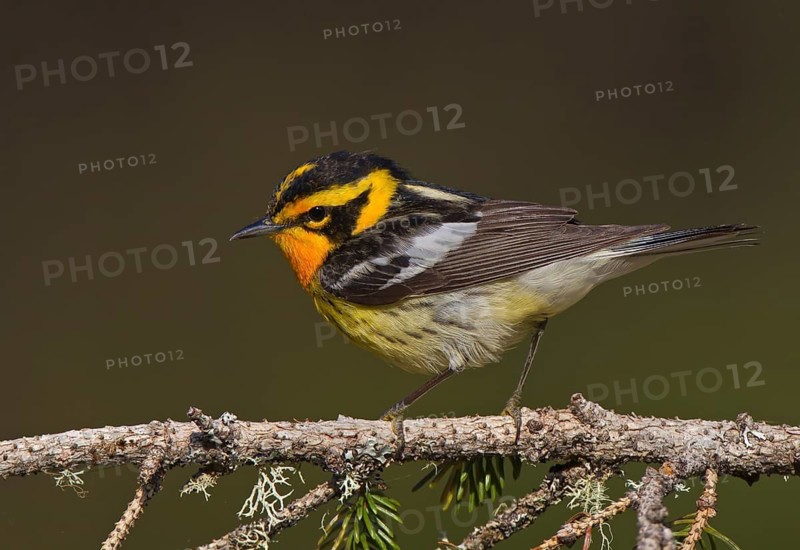 Blackburnian Warbler (Setophaga fusca) male, Ontario, Canada