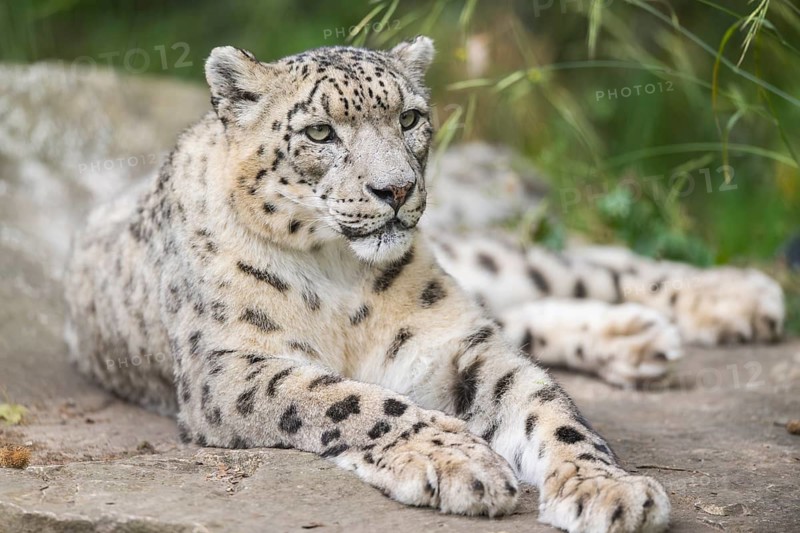 Snow leopard (Panthera uncia) lying on a rock, captive, habitat in Asia