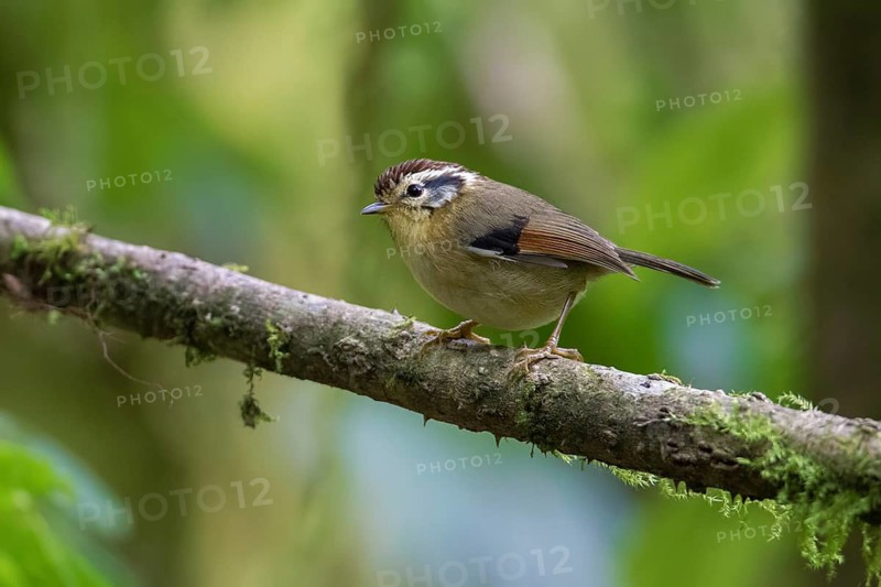 Rufous-winged Fulvetta (Alcippe castaneceps), Ngoc Linh, Vietnam