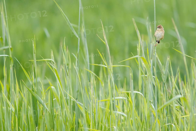 Zitting cisticola (Cisticola juncidis), on cereal field, Galicia, Spain