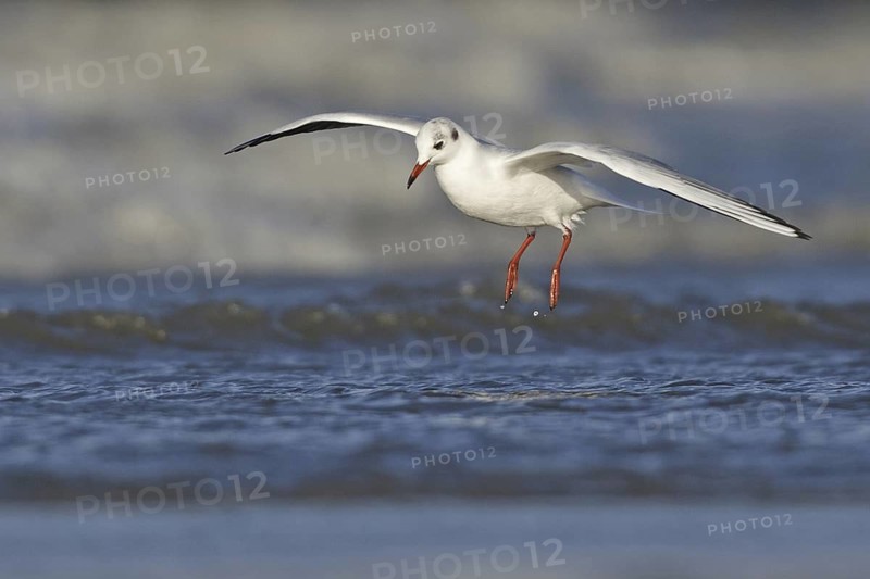 Black-headed Gull (Chroicocephalus ridibundus) flying, Netherlands