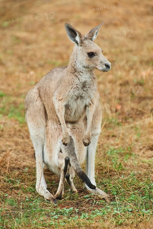 Eastern grey kangaroo (Macropus giganteus) standing on a tried up meadow, raining, Bavaria, Germany